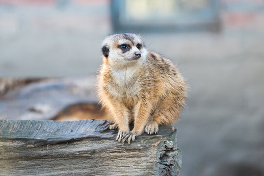 Meerkat in Zoo. Belgrade City, Serbia. 