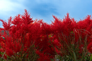 Red flower of Celosia Plumosa on the trees. Many sources of flowers that are popularly grown. under...