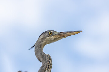 Ireland's Graceful Sentinel - Grey Heron (Ardea cinerea) in National Botanic Gardens.
