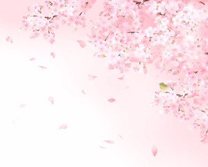 Obraz na płótnie Canvas 美しい薄いピンク色の桜の花と花びら春の水彩白バックフレーム背景素材ベクターイラスト