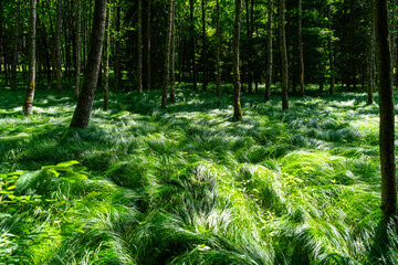  Meadow in the Bavarian Forest