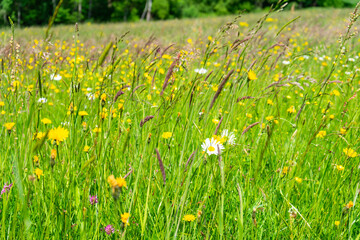  Meadow in the Bavarian Forest