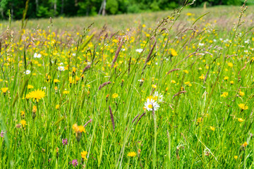  Meadow in the Bavarian Forest