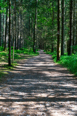 Obraz premium Path and Streets in the Bavarian Forest