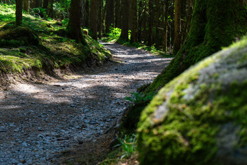 Path and Streets in the Bavarian Forest