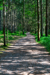 Path and Streets in the Bavarian Forest