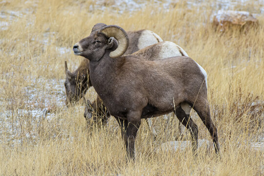Colorado Rocky Mountain Bighorn Sheep Ram with Two Ewes