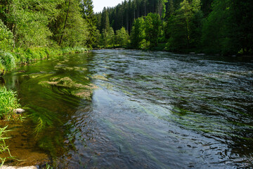  River Rain Regen in the Bavarian Forest