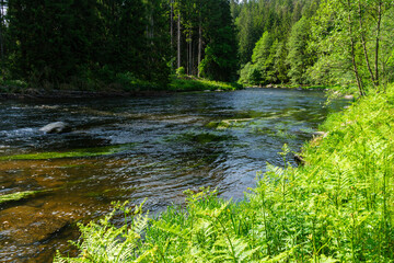  River Rain Regen in the Bavarian Forest