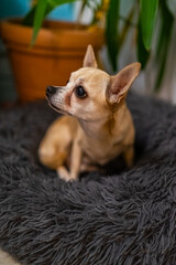 Leila the Chihuahua Lady is Sitting in Nest.