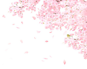 美しい薄いピンク色の桜の花とウグイスー水彩風フレーム白バック背景素材ベクターイラスト