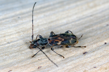 Mauritiobrium undulatum, longhorn beetle (Cerambycidae), also known as long-horned or longicorns. Endemic to the island of Mauritius.