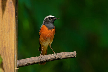 Gartenrotschwanz am Nistkasten
