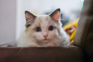 Cute, small Ragdoll cat. 3 months old