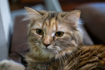 Close up of cute fluffy brown cat. Mixed breed cat between Maine Coon and Scottish Fold.