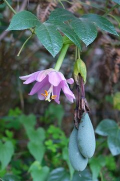 Close up of flower and fruits maracuya of Passiflora tripartita (Banana Passionfruit, Passiflora mollissima), also called curuba, tumbo, tumbo serrano. It is met on La Gomera, Canary Islands, Spain