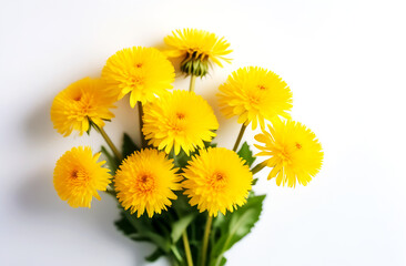 bouquet of yellow dandelions on a white background