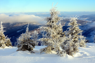 Osnieżone drzewa z pięknym górskim widokiem 