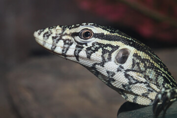 Close up the monittor is reptilia animal