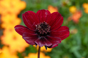 Cosmos atrosanguineus a summer flowering plant with a maroon, red summertime flower commonly known as chocolate cosmos, stock photo image