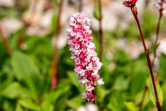 Persicaria affinis 'Superba' a summer autumn fall flowering plant with a pink summertime flower commonly known as knotweed or Bistorta affinis, stock photo image