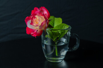 Rose in a glass mug 2