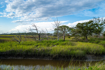 Panoramic view of the forest, palm trees and dead trees in the wetland along the ocean coast, Driftwood Beach, Jekyll Island