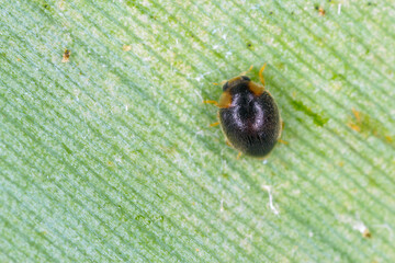 Ladybird Coccinellidae, Scymnus sp., found on island of Mauritius.