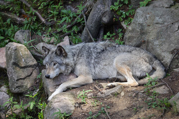 Loup, couché, horizontal