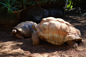 Aldabra Tortoise (Geochelone gigantea), is a species of tortoise in the family Testudinidae from the islands of the Aldabra Atoll in the Seychelles, is one of the largest tortoises in the world