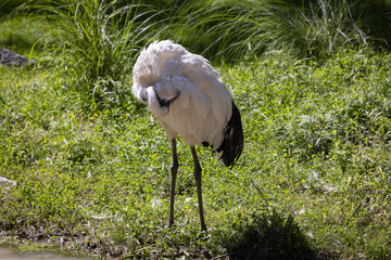 Grue japonaise, nettoyant ses ailes, horizontal, 