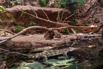 Gran Canaria Crocodile and Fisches in a Aquarium