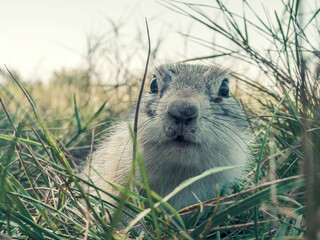 Prairie dog is looking at the camera on a grassy lawn. Close-up