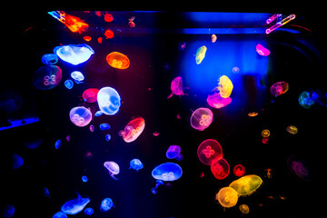 Gran Canaria Colorful Jellyfish in a Aquarium