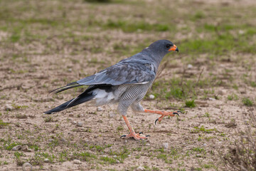 Pale chanting goshawk - Melierax canorus going on ground. Photo from Kgalagadi Transfrontier Park in South Africa.