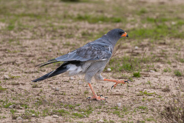 Pale chanting goshawk - Melierax canorus going on ground. Photo from Kgalagadi Transfrontier Park...