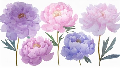 set of peonies flower purple pink lavender pastel color watercolor collection of hand drawn flowers botanical plant illustration transparent background png