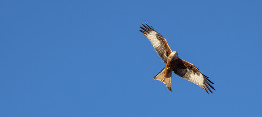 A Red Kite in flight over West Yorkshire skies
