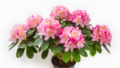 pink flower of rhododendron bush in a pot isolated on white background flat lay top view object studio floral pattern