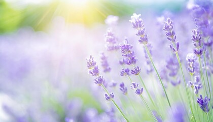lavender flower blooming scented field bright natural background with sunny reflection