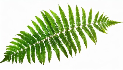 green leaves fern tropical plant isolated on white background clipping path included