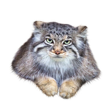マヌルネコ