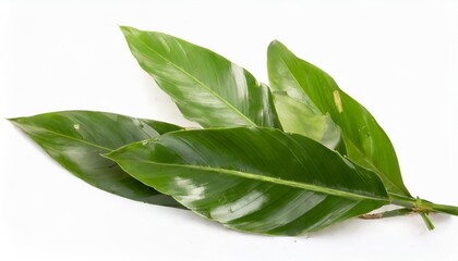 leaves of ginger isolated