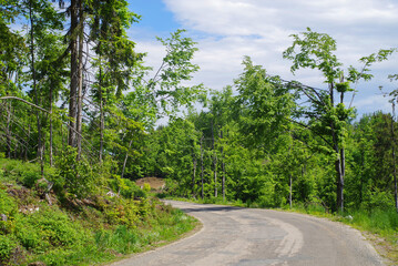 Deforestation in rural areas. Timber harvesting. Green coniferous forest. Spruce, pine. A lot of logs lying on the ground. Landscape