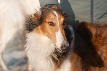 Red dog of the Russian Borzoi breed, greyhound, portrait, profile, close-up, on a gray background.


