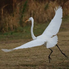 Gorgeous Great Egret 