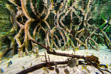 Gran Canaria different fishes and roots in a Aquarium.