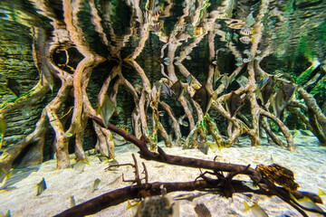 Gran Canaria different fishes and roots in a Aquarium.