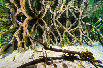 Gran Canaria different fishes and roots in a Aquarium.