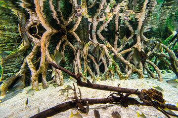 Gran Canaria different fishes and roots in a Aquarium.